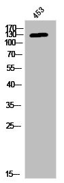 Anti-Phospho-JAK3 (Y785)