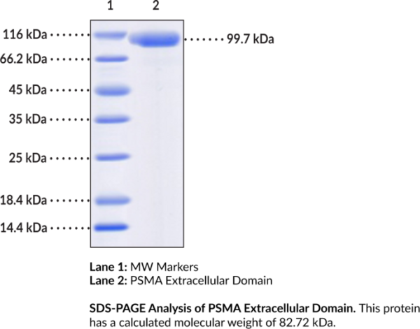 PSMA Extracellular Domain (human, recombinant) - Biotinylated