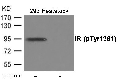 Anti-Phospho-INSR (Tyr1361)