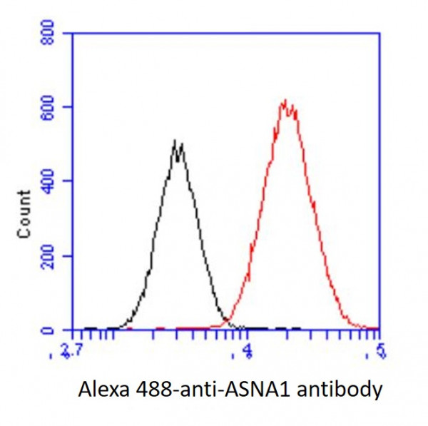Anti-ASNA1, clone 2A1