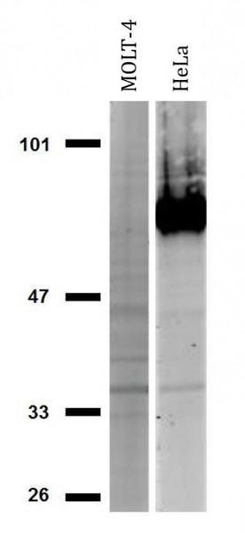 Anti-CD44, clone IM7