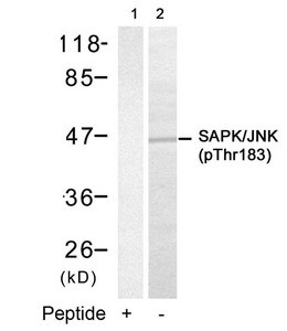 Anti-Phospho-MAPK9/MAPK10 (Thr183)