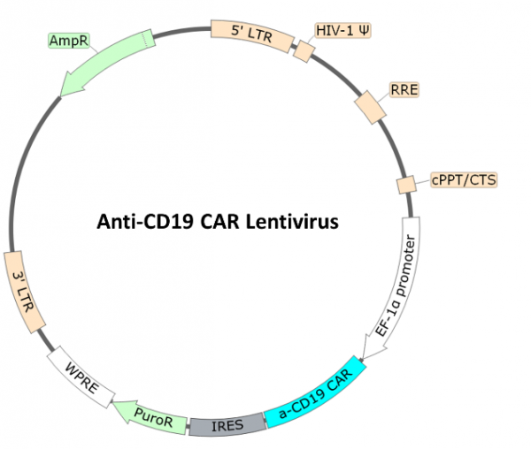 Anti-CD19 CAR Lentivirus (CD19 ScFv-CD8-4-1BB-CD3zeta)