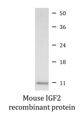 Mouse IGF2 recombinant protein (Active)