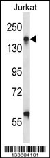 Anti-CD11a / LFA-1 alpha