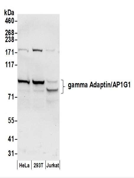Anti-gamma Adaptin/AP1G1