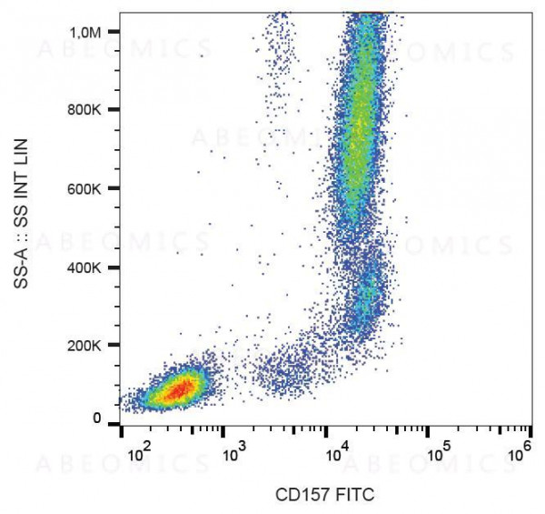Anti-CD157 Monoclonal Antibody (Clone:SY11B5)-FITC Conjugated