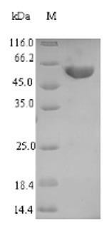 Tryptophan 2,3-dioxygenase (Tdo2), rat, recombinant