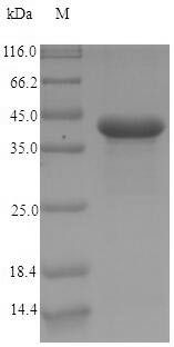 Carcinoembryonic antigen-related cell adhesion molecule 7 (CEACAM7), human, recombinant