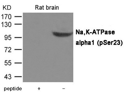 Anti-Phospho-ATP1A1 (Ser23)