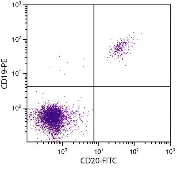 Anti-CD20 [B-Ly1], F(ab&#039;)2 fragment (FITC), clone B-Ly1