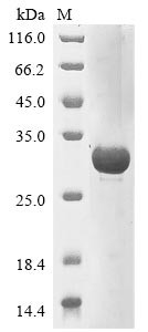 Mucin-16 (MUC16), partial, human, recombinant