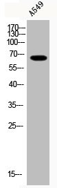 Anti-Acetyl-NFE2L2 (K599)