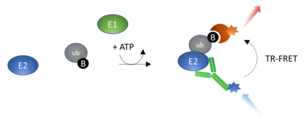 UbcH7 TR-FRET Assay Kit