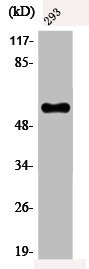 Anti-Phospho-MYC (T58)