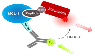 MCL-1 TR-FRET Assay Kit (Rat)