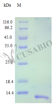 C-C motif chemokine 16 protein (CCL16) (Active), human, recombinant