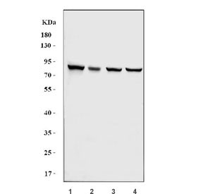 Anti-NSD3 / Nuclear SET domain-containing protein 3