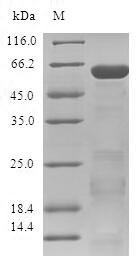 Zinc finger protein 346 (ZNF346), human, recombinant