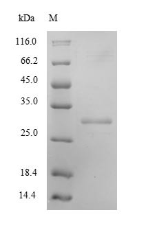 Kallikrein-8 (Klk8), mouse, recombinant