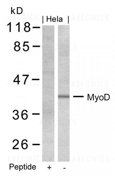 Anti-MyoD (Ab-200)