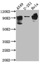 Anti-PDE4D Recombinant Monoclonal, clone 4D4