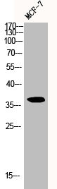 Anti-CCND1