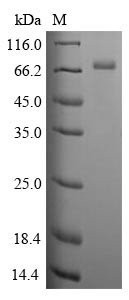 Clusterin (CLU), human, recombinant