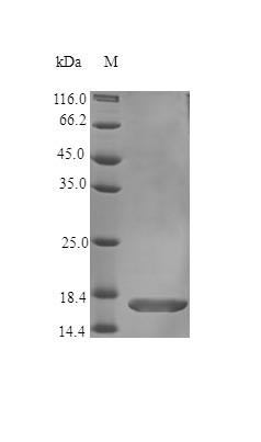 Fibroblast growth factor 1 protein (FGF1) (Active), human, recombinant