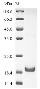 Interleukin-13 (IL13), human, recombinant