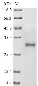 Serine protease 1 (Prss1), rat, recombinant