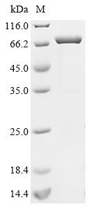 Acetylcholine receptor subunit alpha (CHRNA1), partial, Biotinylated, human, recombinant