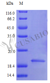 Interferon alpha-2 protein (IFNA2) (Active), human, recombinant