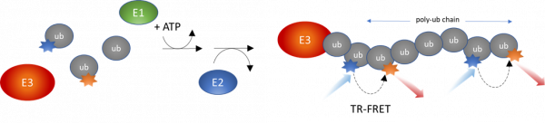 DCAF15 Intrachain TR-FRET Assay Kit