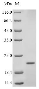 Insulin-1 (Ins1), mouse, recombinant