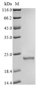 Phospholipid hydroperoxide glutathione peroxidase (GPX4) (U73S), partial, human, recombinant