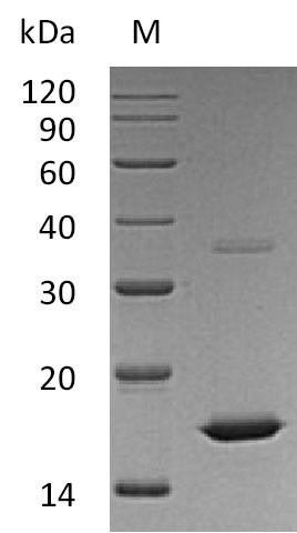 Fibroblast growth factor 2 (FGF2), partial (Active), human, recombinant