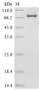 Calpain-1 catalytic subunit (CAPN1), human, recombinant