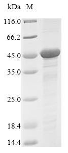 Guanine nucleotide-binding protein G (q) subunit alpha (Gnaq), mouse, recombinant