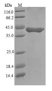 Granzyme A (Gzma), mouse, recombinant