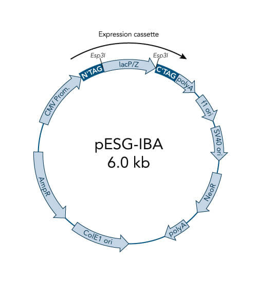 pESG-IBA102 vector