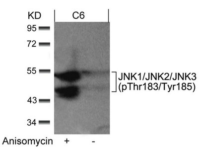 Anti-Phospho-MAPK8/MAPK9/MAPK10 (Thr183/Tyr185)