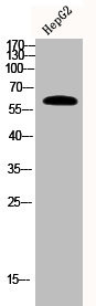 Anti-Phospho-AKT1 (S129)