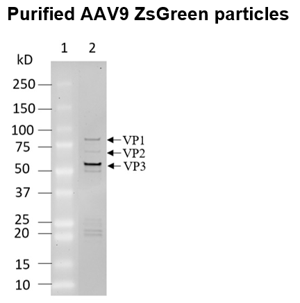 AAV9 ZsGreen