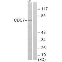 Anti-CDC7