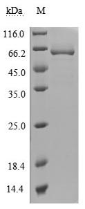 5&#039;-Nucleotidase (NT5E) (Active), human, recombinant