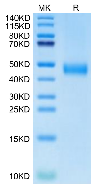Biotinylated Human CD38 Protein