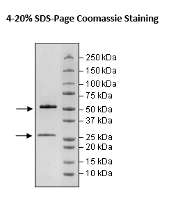 Anti-CD19 IgG