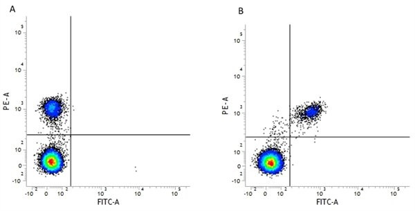 Anti-CD40 (RPE), clone LOB7/6