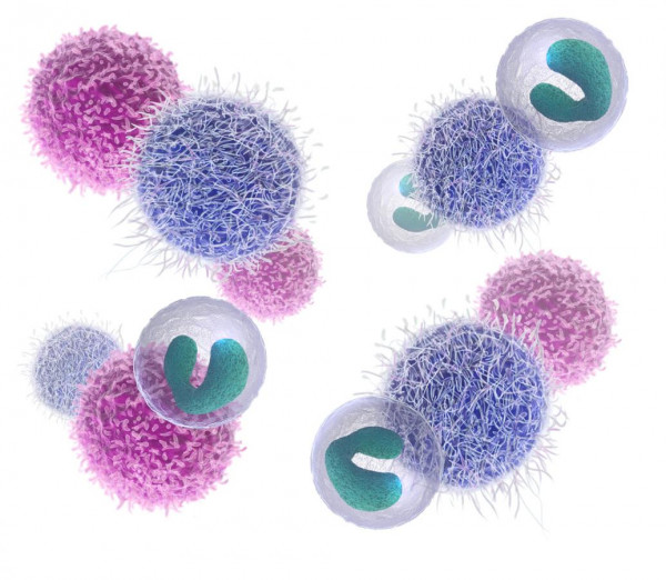 Fresh human peripheral blood mononuclear cells (PBMC) from whole human blood in lithium heparin - ma